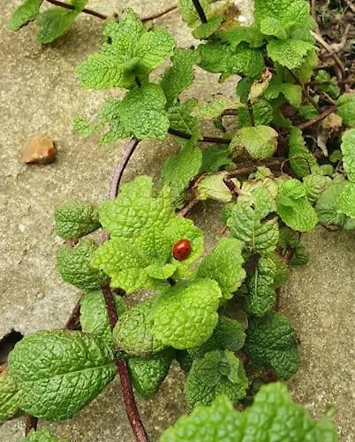 Maison De Charme Avec Vue 펜션